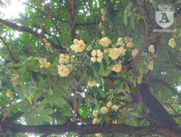 [Ảnh] Bất ngờ trước nguyên nhân khiến hoa sữa Hà Nội nở giữa hè nắng cháy