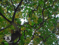 [Ảnh] Bất ngờ trước nguyên nhân khiến hoa sữa Hà Nội nở giữa hè nắng cháy