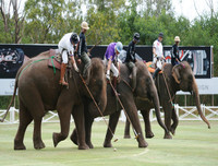 Ngoài chọi trâu, trên thế giới còn những môn thi đấu kỳ dị nào dành cho động vật?