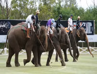 Ngoài chọi trâu, trên thế giới còn những môn thi đấu kỳ dị nào dành cho động vật?