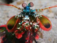 [ẢNH] Khả năng đặc biệt đến khó tin của những động vật kỳ lạ trên thế giới