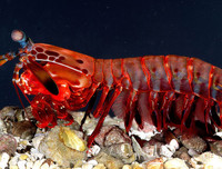 [ẢNH] Khả năng đặc biệt đến khó tin của những động vật kỳ lạ trên thế giới