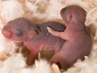 [ẢNH] Rợn người với 9 món ăn 