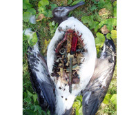 [ẢNH] Rác thải nhựa đang giết chết động vật như thế nào?