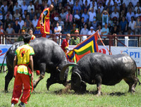 Ngoài chọi trâu, trên thế giới còn những môn thi đấu kỳ dị nào dành cho động vật?