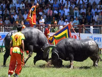Ngoài chọi trâu, trên thế giới còn những môn thi đấu kỳ dị nào dành cho động vật?