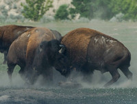 Ngoài chọi trâu, trên thế giới còn những môn thi đấu kỳ dị nào dành cho động vật?