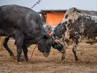 Ngoài chọi trâu, trên thế giới còn những môn thi đấu kỳ dị nào dành cho động vật?