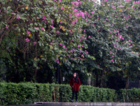 [ẢNH] Vẻ quyến rũ đến say đắm lòng người của hoa ban giữa lòng Thủ đô