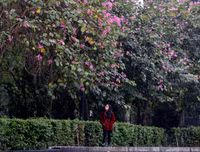 [ẢNH] Vẻ quyến rũ đến say đắm lòng người của hoa ban giữa lòng Thủ đô