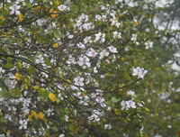 [ẢNH] Vẻ quyến rũ đến say đắm lòng người của hoa ban giữa lòng Thủ đô