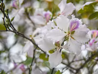 [ẢNH] Vẻ quyến rũ đến say đắm lòng người của hoa ban giữa lòng Thủ đô