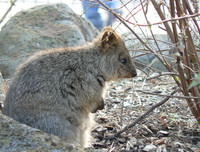 [ẢNH] Cận cảnh loài động vật được mệnh danh là 