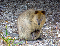 [ẢNH] Cận cảnh loài động vật được mệnh danh là 