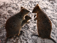 [ẢNH] Cận cảnh loài động vật được mệnh danh là 