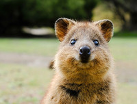 [ẢNH] Cận cảnh loài động vật được mệnh danh là 