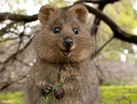 [ẢNH] Cận cảnh loài động vật được mệnh danh là 