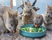 [ẢNH] Cận cảnh loài động vật được mệnh danh là 