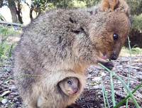 [ẢNH] Cận cảnh loài động vật được mệnh danh là 