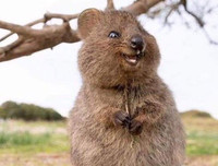 [ẢNH] Cận cảnh loài động vật được mệnh danh là 