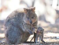 [ẢNH] Cận cảnh loài động vật được mệnh danh là 
