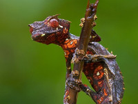 [ẢNH] Sửng sốt với hình ảnh những loài động vật kỳ lạ nhất hành tinh