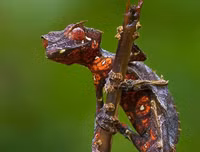 [ẢNH] Sửng sốt với hình ảnh những loài động vật kỳ lạ nhất hành tinh