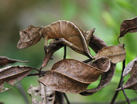 [ẢNH] Sửng sốt với hình ảnh những loài động vật kỳ lạ nhất hành tinh