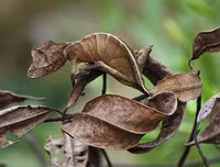 [ẢNH] Sửng sốt với hình ảnh những loài động vật kỳ lạ nhất hành tinh