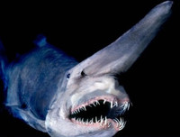 [ẢNH] Những sinh vật 