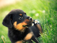 [ẢNH] Top 8 loài chó thông minh nhất thế giới