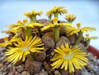 [ẢNH] Chiêm ngưỡng những loài thực vật 