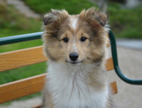 [ẢNH] Top 8 loài chó thông minh nhất thế giới