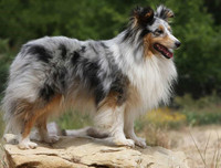 [ẢNH] Top 8 loài chó thông minh nhất thế giới