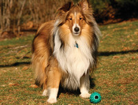 [ẢNH] Top 8 loài chó thông minh nhất thế giới