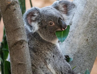 [ẢNH] Những loài động vật 