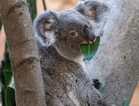 [ẢNH] Những loài động vật 