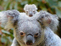 [ẢNH] Những loài động vật 