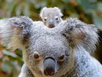 [ẢNH] Những loài động vật 