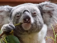 [ẢNH] Những loài động vật 