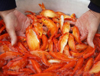 [ẢNH] Lễ cúng ông Công ông Táo chu đáo, đầy đủ nhất: Cúng giờ nào, chuẩn bị gì?