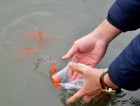 [ẢNH] Lễ cúng ông Công ông Táo chu đáo, đầy đủ nhất: Cúng giờ nào, chuẩn bị gì?