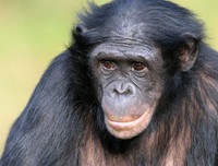 [ẢNH] Top 8 loài động vật sở hữu trí thông minh 