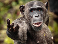 [ẢNH] Top 8 loài động vật sở hữu trí thông minh 