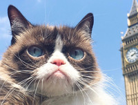 [ẢNH] Giật mình trước tài sản kếch xù của những thú cưng giàu nhất thế giới