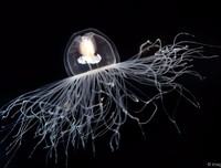 [ẢNH] Khả năng đặc biệt đến khó tin của những động vật kỳ lạ trên thế giới