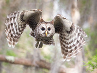 [ẢNH] Cận cảnh những loài chim nguy hiểm nhất thế giới