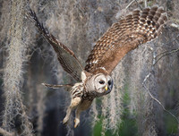 [ẢNH] Cận cảnh những loài chim nguy hiểm nhất thế giới