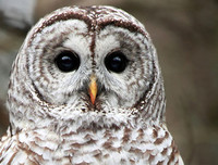 [ẢNH] Cận cảnh những loài chim nguy hiểm nhất thế giới