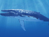 [ẢNH] Điểm danh những thứ 